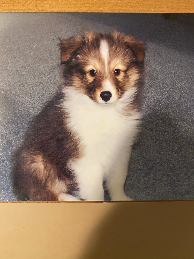 An Old Sheltie Puppy Photo