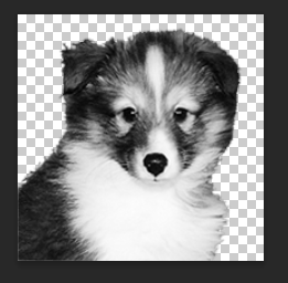 Removing the Puppy Photo Background